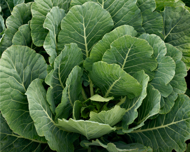 Top Bunch 2.0 Hybrid Collard Seeds
